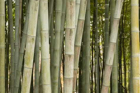  Bamboo Gardens: A Guide to Growing and Maintaining Bamboo in the Philippines - Unveiling Verdant Serenity through Nature's Masterpiece